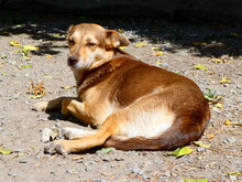 ROZALIA, Hund, Mischlingshund in Bulgarien - Bild 3