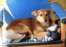 ROZALIA, Hund, Mischlingshund in Bulgarien - Bild 5