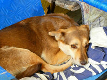 ROZALIA, Hund, Mischlingshund in Bulgarien - Bild 6