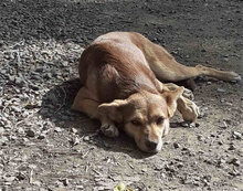 ROZALIA, Hund, Mischlingshund in Bulgarien - Bild 7