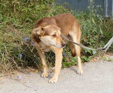 ROZALIA, Hund, Mischlingshund in Bulgarien - Bild 9