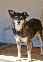 ANABEL, Hund, Mischlingshund in Bulgarien - Bild 1