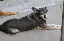 ANABEL, Hund, Mischlingshund in Bulgarien - Bild 11