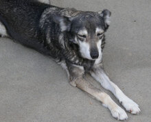 ANABEL, Hund, Mischlingshund in Bulgarien - Bild 12