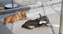 ANABEL, Hund, Mischlingshund in Bulgarien - Bild 13