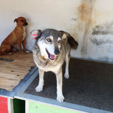 ANABEL, Hund, Mischlingshund in Bulgarien - Bild 15