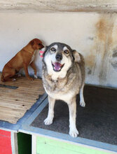 ANABEL, Hund, Mischlingshund in Bulgarien - Bild 16