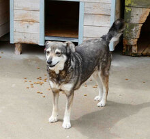 ANABEL, Hund, Mischlingshund in Bulgarien - Bild 2