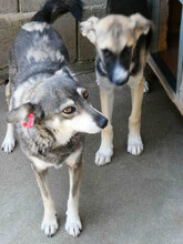 ANABEL, Hund, Mischlingshund in Bulgarien - Bild 6