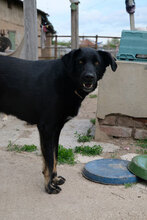 HERO, Hund, Labrador-Mix in Bulgarien - Bild 2