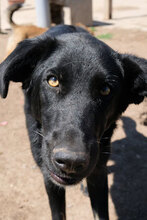 HERO, Hund, Labrador-Mix in Bulgarien - Bild 3