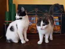 FABIO, Katze, Hauskatze in Bulgarien - Bild 1