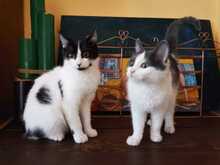 FABIO, Katze, Hauskatze in Bulgarien - Bild 3