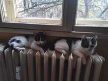 FABIO, Katze, Hauskatze in Bulgarien - Bild 5