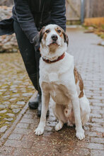 BOBBYPETER, Hund, Mischlingshund in Fehrbellin - Bild 1