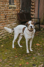 BOBBYPETER, Hund, Mischlingshund in Fehrbellin - Bild 3