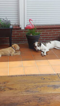 BOBBYPETER, Hund, Mischlingshund in Fehrbellin - Bild 7