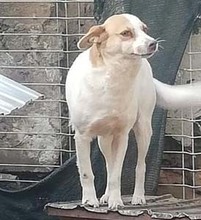 AGENZIA, Hund, Mischlingshund in Rumänien - Bild 1