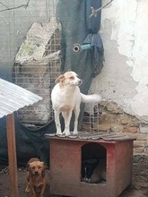 AGENZIA, Hund, Mischlingshund in Rumänien - Bild 2