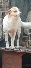 AGENZIA, Hund, Mischlingshund in Rumänien - Bild 4
