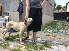 IRON, Hund, Mischlingshund in Herzfelde - Bild 3