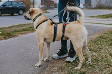 IRON, Hund, Mischlingshund in Herzfelde - Bild 6