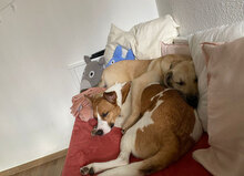 IRON, Hund, Mischlingshund in Roßleben - Bild 9