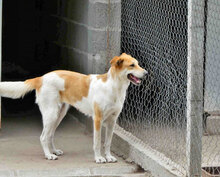 JAKIRA, Hund, Mischlingshund in Bulgarien - Bild 1