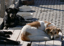 JAKIRA, Hund, Mischlingshund in Bulgarien - Bild 10