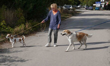 JAKIRA, Hund, Mischlingshund in Bulgarien - Bild 12