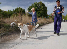 JAKIRA, Hund, Mischlingshund in Bulgarien - Bild 13