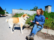JAKIRA, Hund, Mischlingshund in Bulgarien - Bild 16