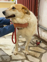 JAKIRA, Hund, Mischlingshund in Bulgarien - Bild 17
