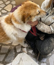 JAKIRA, Hund, Mischlingshund in Bulgarien - Bild 18