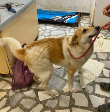 JAKIRA, Hund, Mischlingshund in Bulgarien - Bild 19