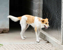 JAKIRA, Hund, Mischlingshund in Bulgarien - Bild 2