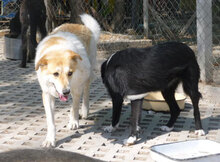 JAKIRA, Hund, Mischlingshund in Bulgarien - Bild 21