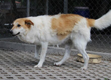 JAKIRA, Hund, Mischlingshund in Bulgarien - Bild 24