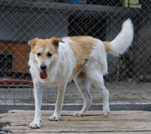 JAKIRA, Hund, Mischlingshund in Bulgarien - Bild 25