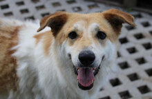 JAKIRA, Hund, Mischlingshund in Bulgarien - Bild 26