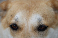 JAKIRA, Hund, Mischlingshund in Bulgarien - Bild 27