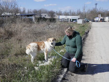 JAKIRA, Hund, Mischlingshund in Bulgarien - Bild 28