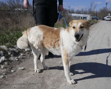 JAKIRA, Hund, Mischlingshund in Bulgarien - Bild 29