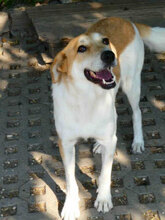 JAKIRA, Hund, Mischlingshund in Bulgarien - Bild 3