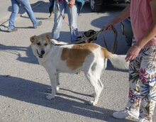 JAKIRA, Hund, Mischlingshund in Bulgarien - Bild 30