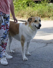 JAKIRA, Hund, Mischlingshund in Bulgarien - Bild 31