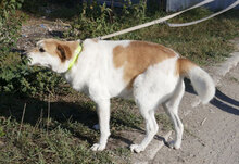 JAKIRA, Hund, Mischlingshund in Bulgarien - Bild 32