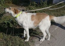 JAKIRA, Hund, Mischlingshund in Bulgarien - Bild 33