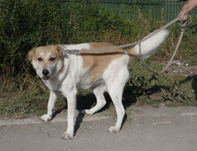 JAKIRA, Hund, Mischlingshund in Bulgarien - Bild 34