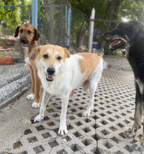JAKIRA, Hund, Mischlingshund in Bulgarien - Bild 35